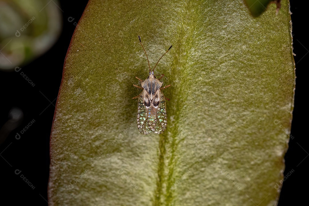 Pequeno Inseto Rendado da Família Tingidae