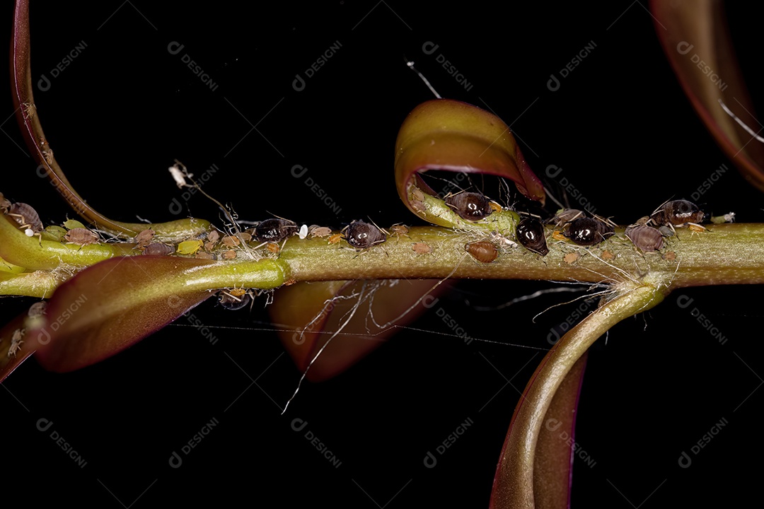 Grupo de pequenos pulgões marrons da família Aphididae em um ramo de ora pro nobis da espécie Pereskia aculeata