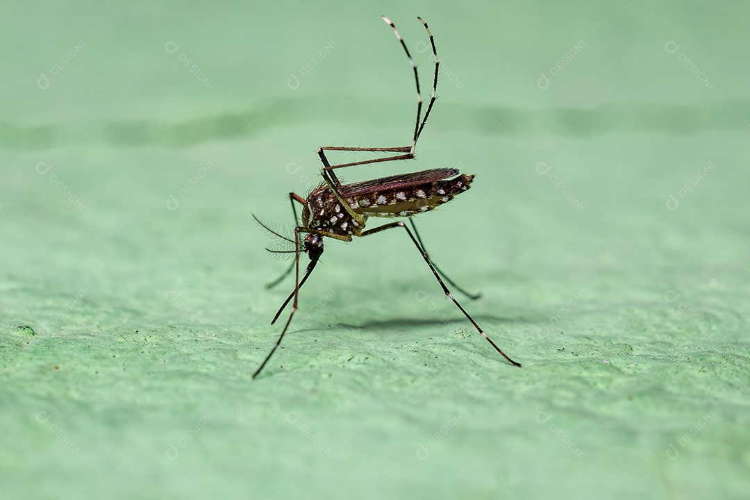 Fêmea adulta do mosquito da febre amarela da espécie Aedes aegypti