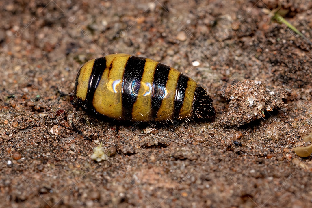 Abdômen de vespa morta em cores listradas pretas e amarelas