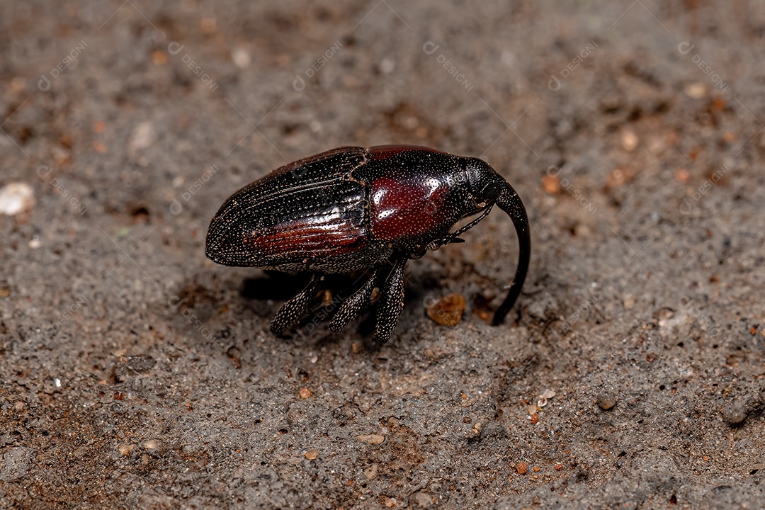 Gorgulho adulto da subfamília Baridinae