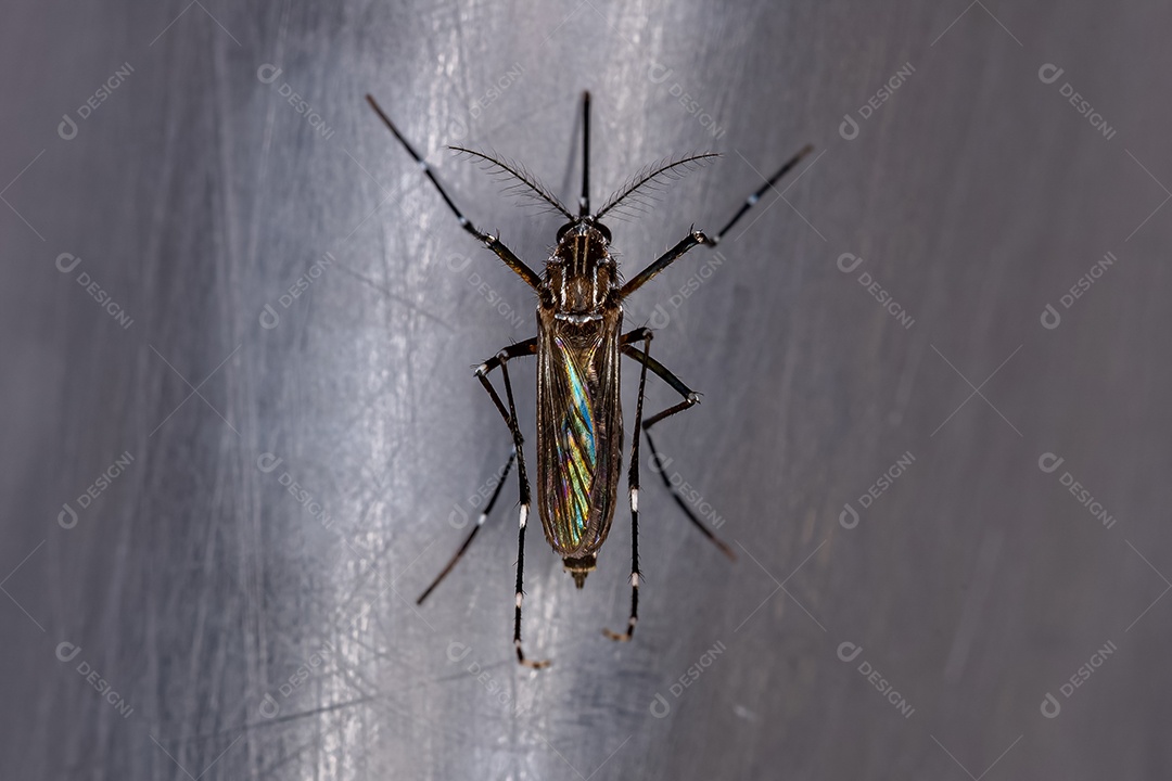 Fêmea adulta do mosquito da febre amarela da espécie Aedes aegypti