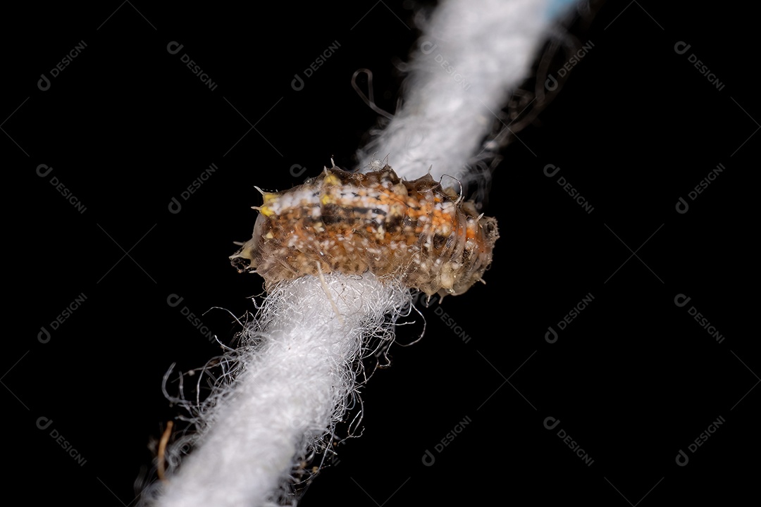 Pequenas larvas de mosca flutuante da tribo Syrphini