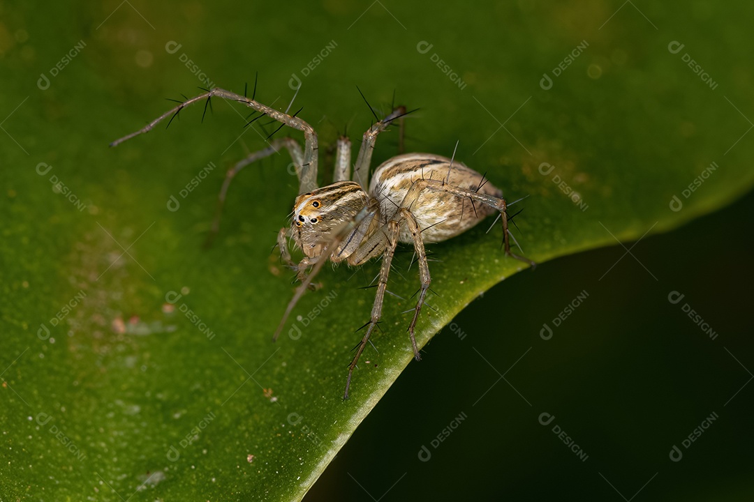 Inseto sobre folhas verde floresta