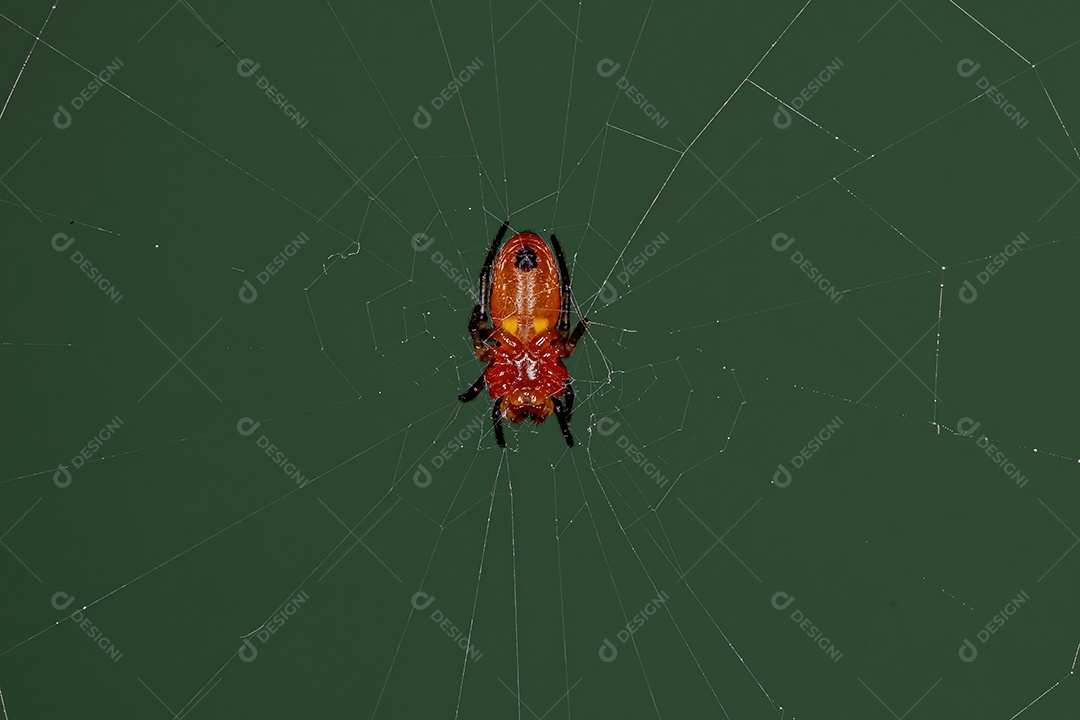 Aranha Orbweaver típica da espécie Alpaida rubellula