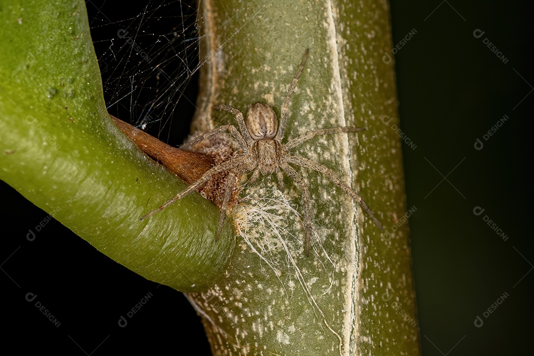 Pequena aranha caranguejeira da família Philodromidae