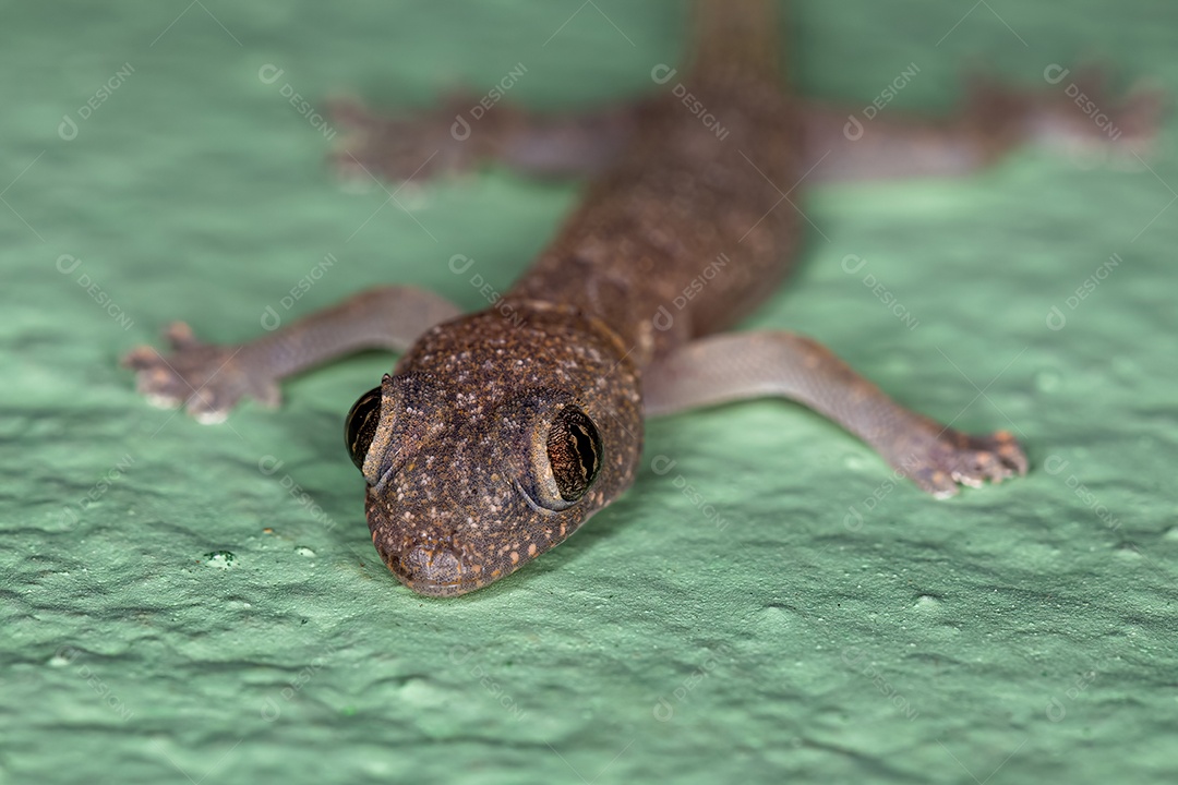 Lagartixa tropical da espécie Hemidactylus mabouia
