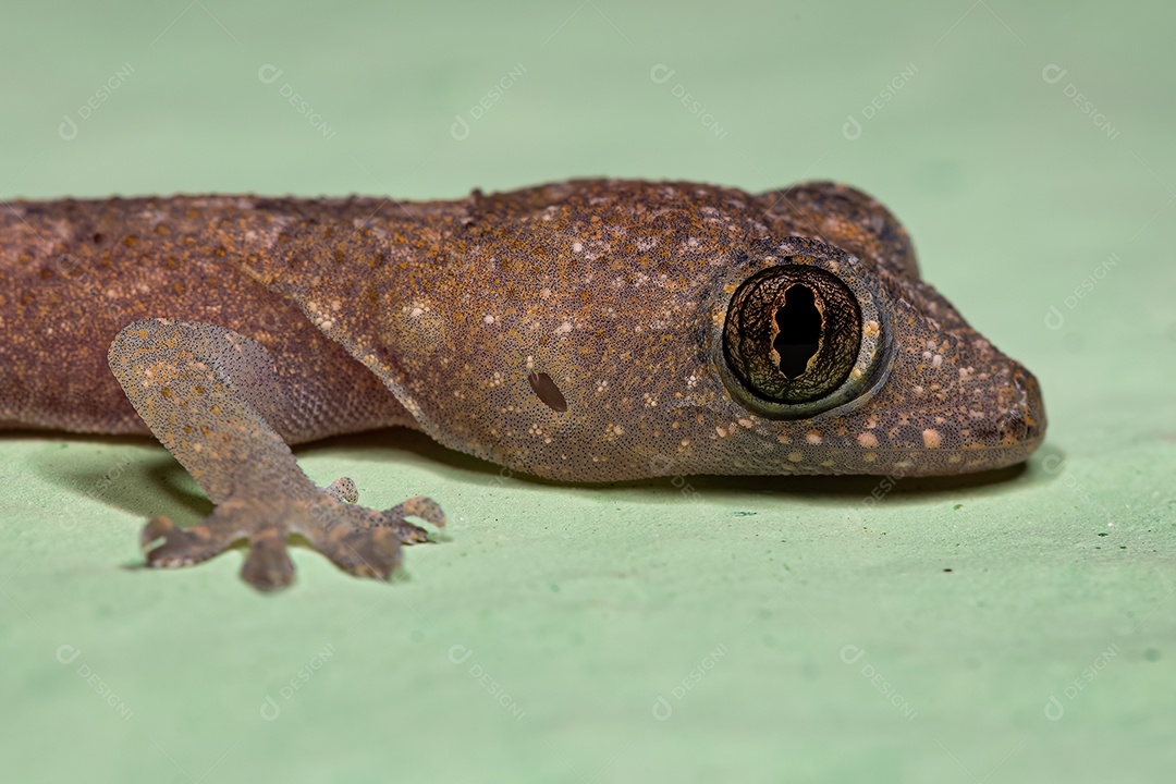 Lagartixa tropical da espécie Hemidactylus mabouia