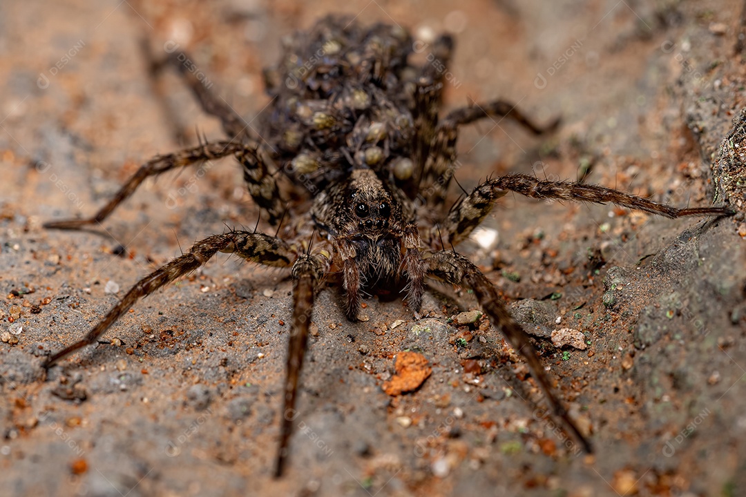 Aranha-lobo fêmea adulta da família Lycosidae carregando seus filhotes no abdômen