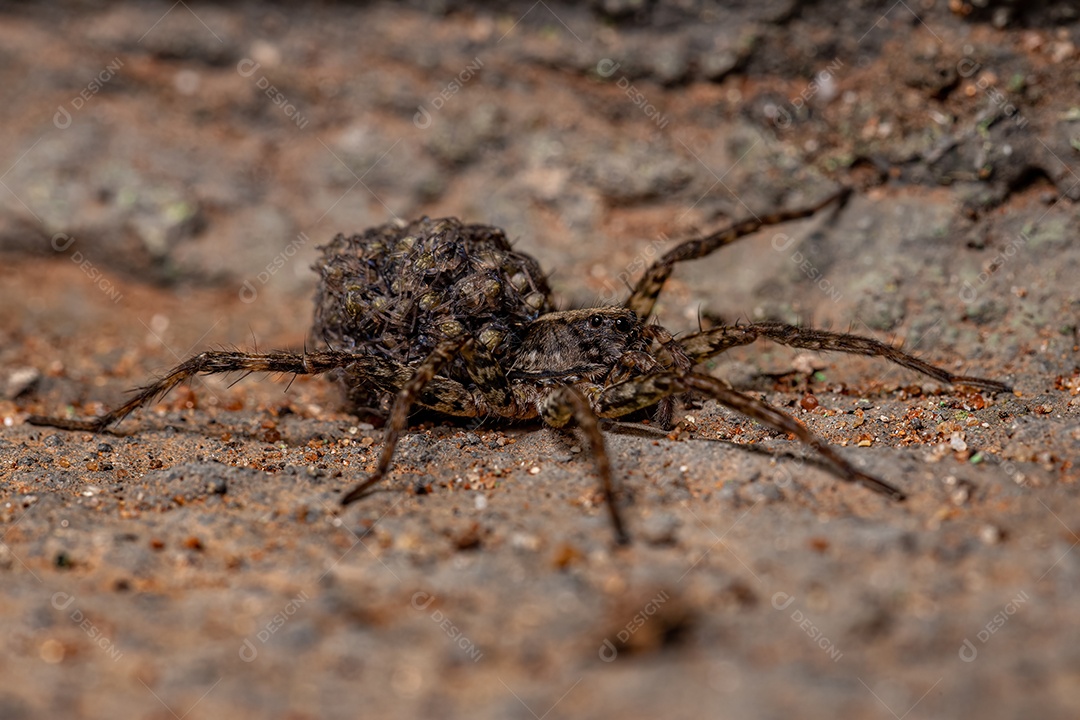 Aranha-lobo fêmea adulta da família Lycosidae carregando seus filhotes no abdômen