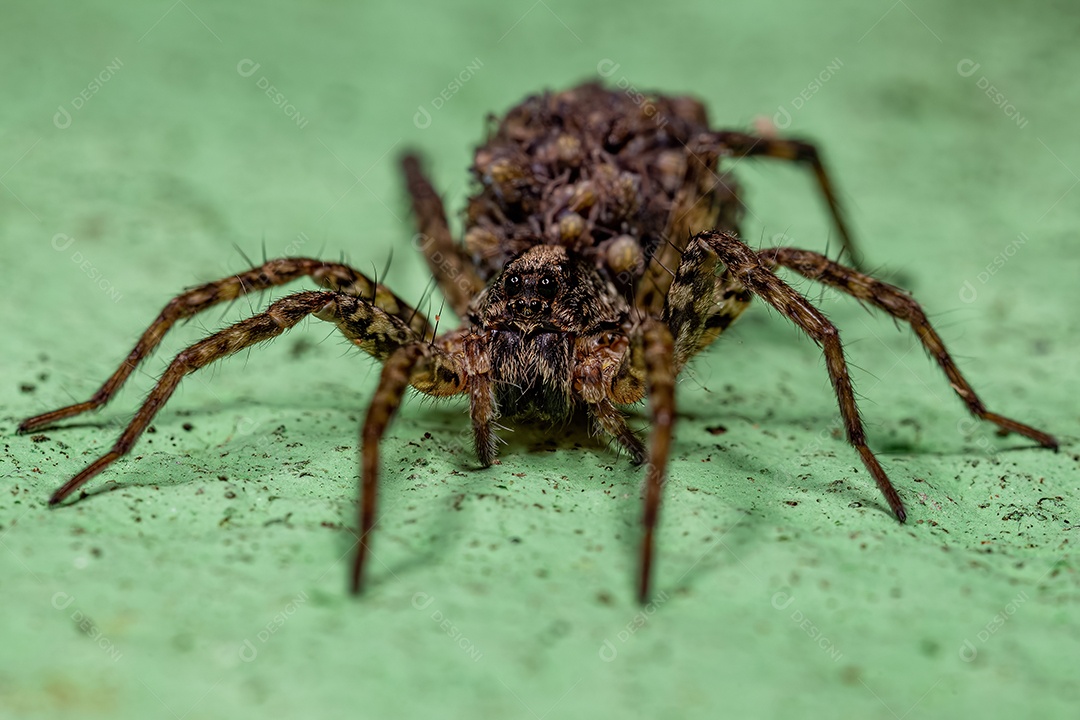 Aranha-lobo fêmea adulta da família Lycosidae carregando seus filhotes no abdômen