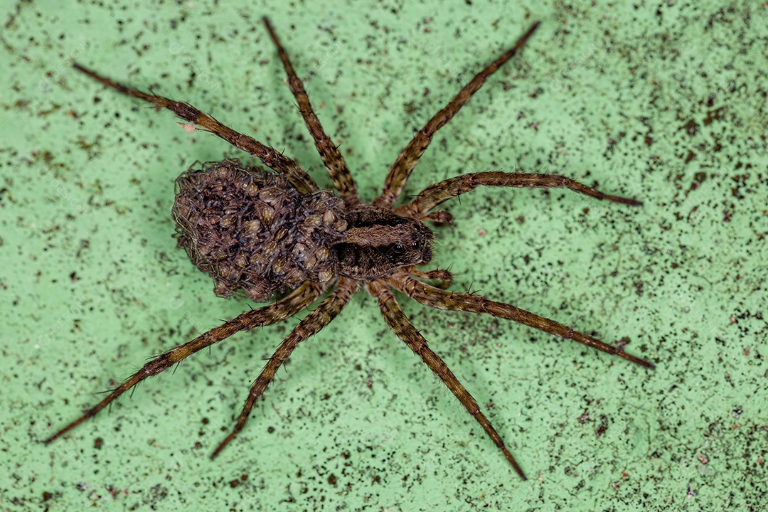 Aranha-lobo fêmea adulta da família Lycosidae carregando seus filhotes no abdômen