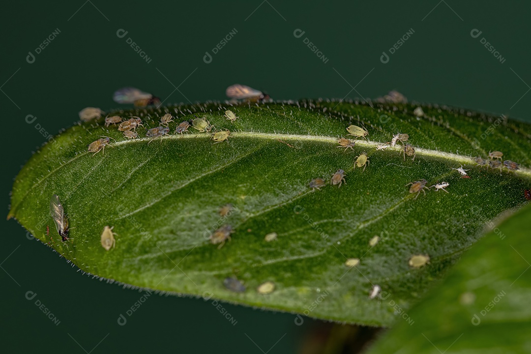 Grupo de pequenos pulgões verdes da Família Aphididae em um ramo da pervinca de Madagascar