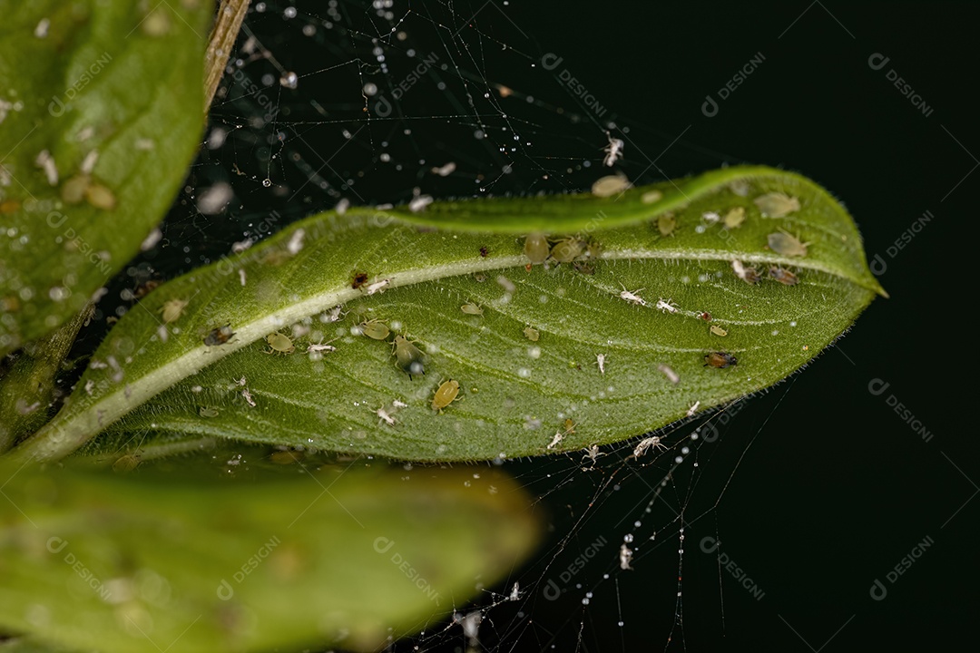Grupo de pequenos pulgões verdes da Família Aphididae em um ramo da pervinca de Madagascar