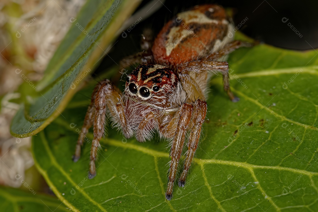 Aranha Caranguejo Fêmea Pequena da Família Thomisidae