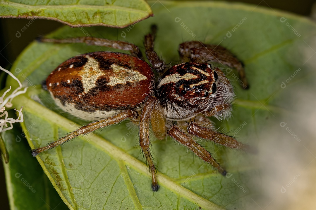 Aranha Caranguejo Fêmea Pequena da Família Thomisidae