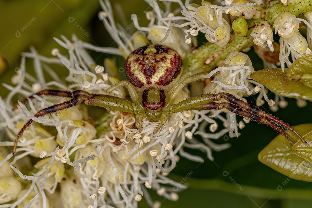 Aranha Caranguejo Fêmea Pequena da Família Thomisidae