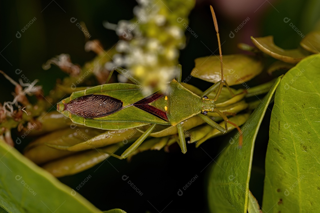 Inseto adulto da tribo Discogastrini