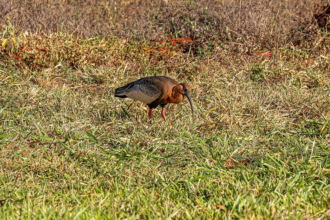 Ibis de pescoço amarelo da espécie Theristicus caudatus
