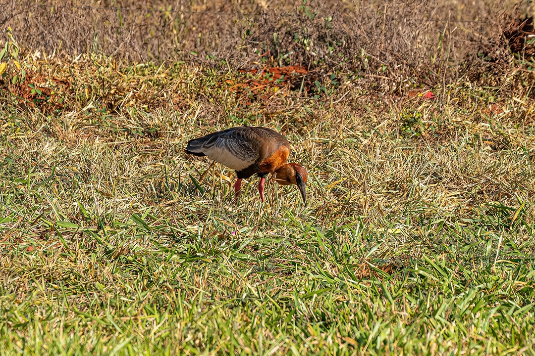 Ibis de pescoço amarelo da espécie Theristicus caudatus