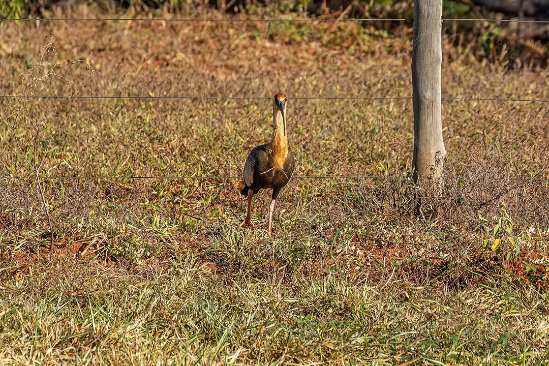 Ibis de pescoço amarelo da espécie Theristicus caudatus