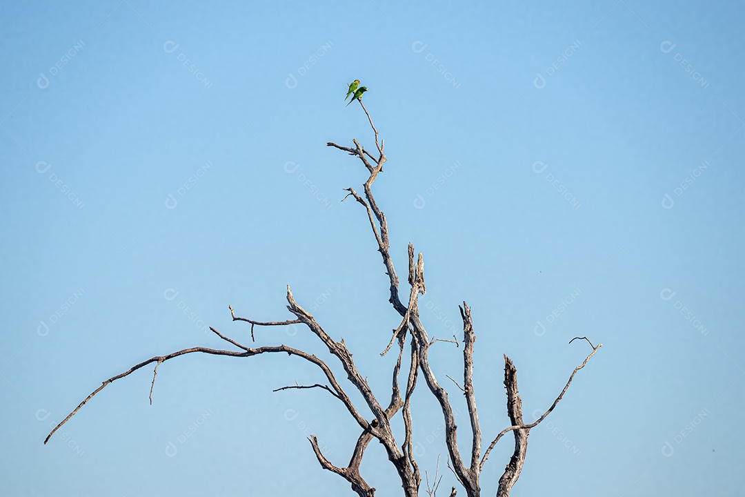 Dois periquitos da espécie Eupsittula aurea em uma árvore