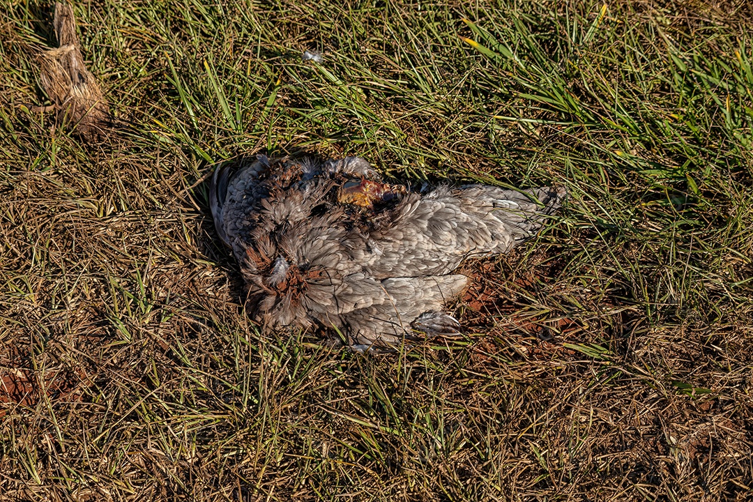 Grande pássaro preto morto em um campo