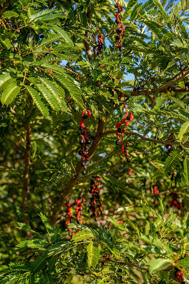 Cojobas Fruto da espécie Cojoba arborea