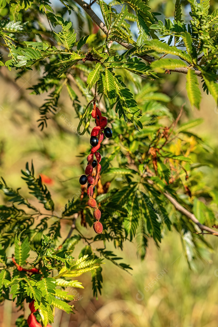 Cojobas Fruto da espécie Cojoba arborea