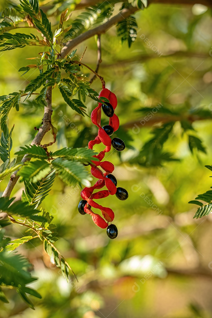 Cojobas Fruto da espécie Cojoba arborea