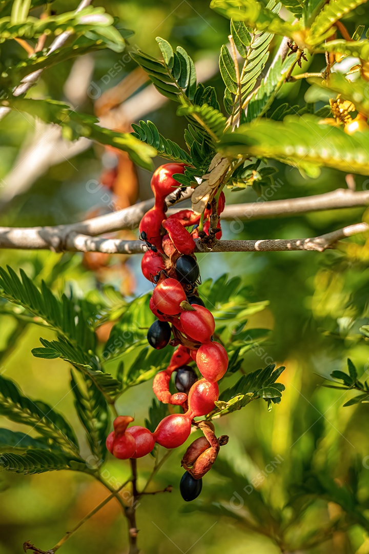 Cojobas Fruto da espécie Cojoba arborea