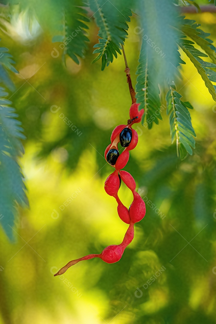 Cojobas Fruto da espécie Cojoba arborea