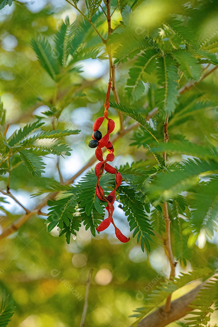 Cojobas Tree Fruto da espécie Cojoba arborea
