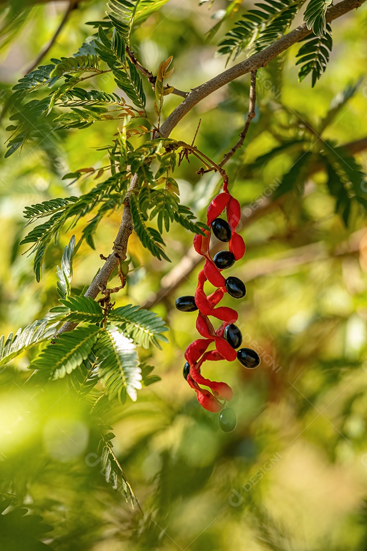 Cojobas Tree Fruto da espécie Cojoba arborea
