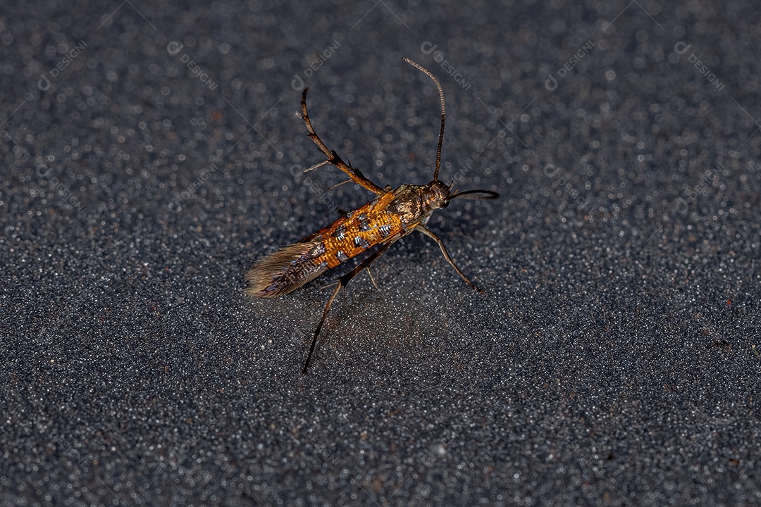 Mosquito culicíneo adulto Inseto da subfamília Culicinae
