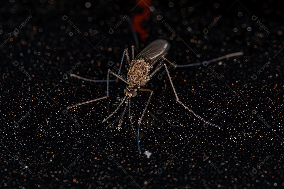 Mosquito culicíneo adulto Inseto da subfamília Culicinae