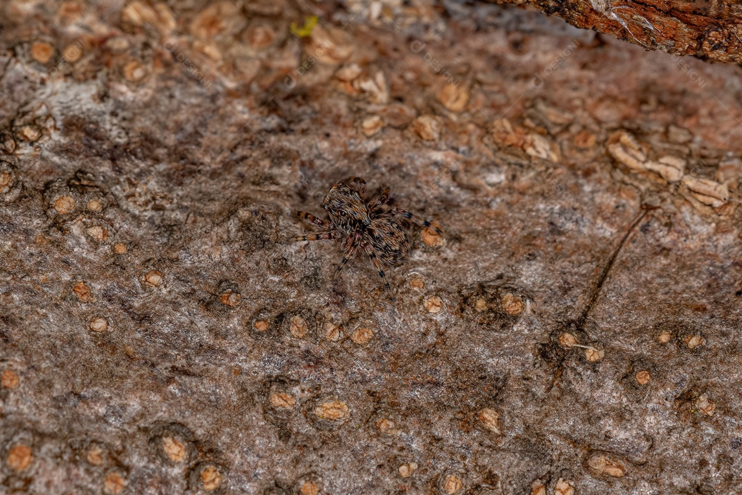 Pequena aranha saltadora da espécie Marma nigritarsis