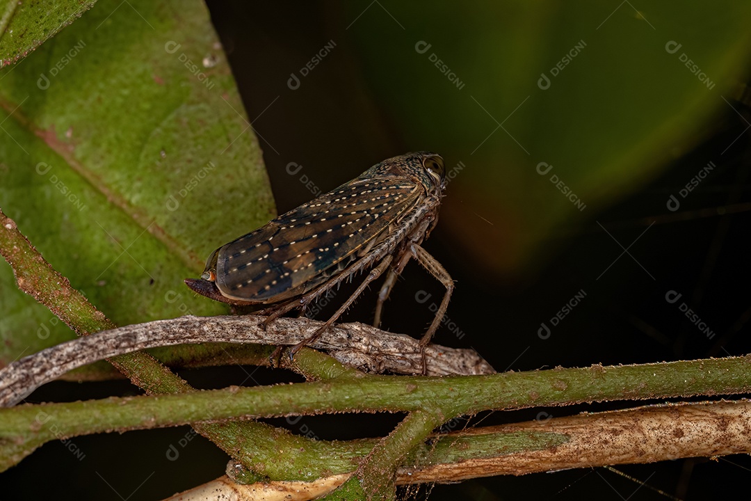 Cigarrinha típica adulta da subfamília Coelidiinae