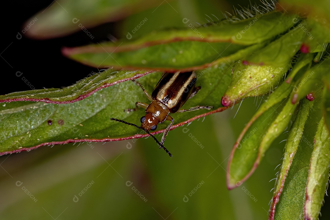 Besouro-pulga adulto do gênero Systena