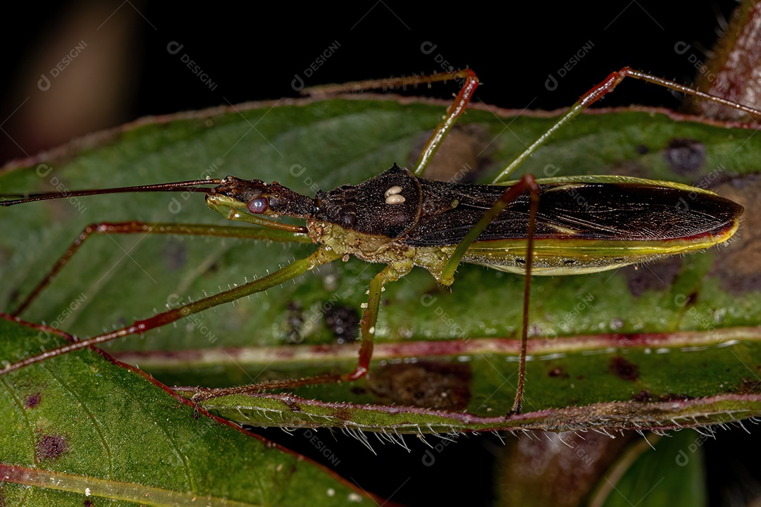 Grilo Verdadeiro Adulto do Gênero Eneoptera