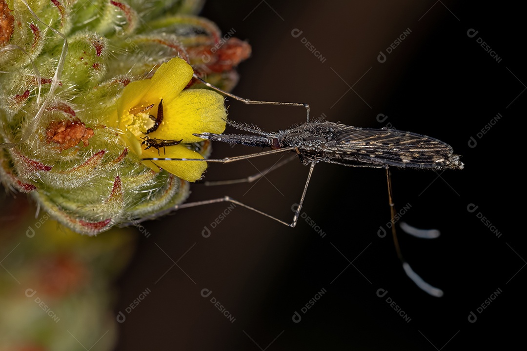 Pequeno Inseto Thrip da Ordem Thysanoptera