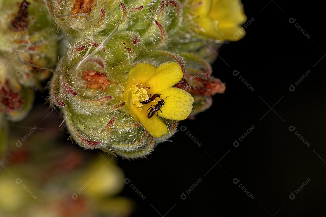 Pequeno Inseto Thrip da Ordem Thysanoptera