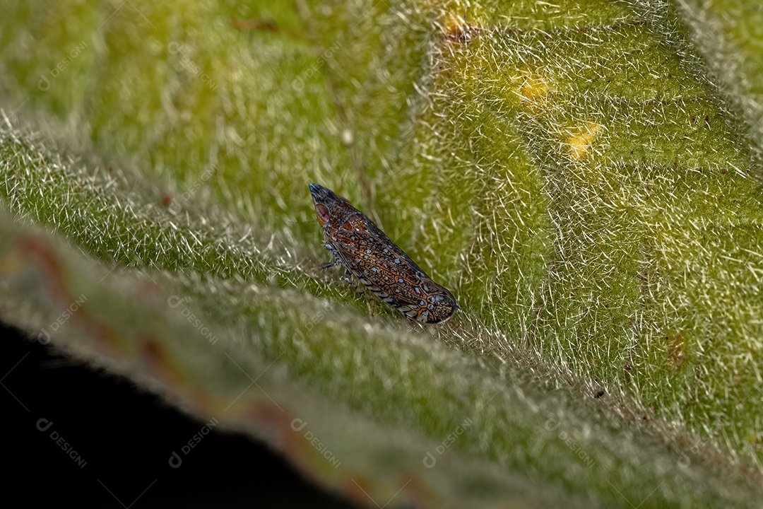 Inseto sobre folhas verde floresta