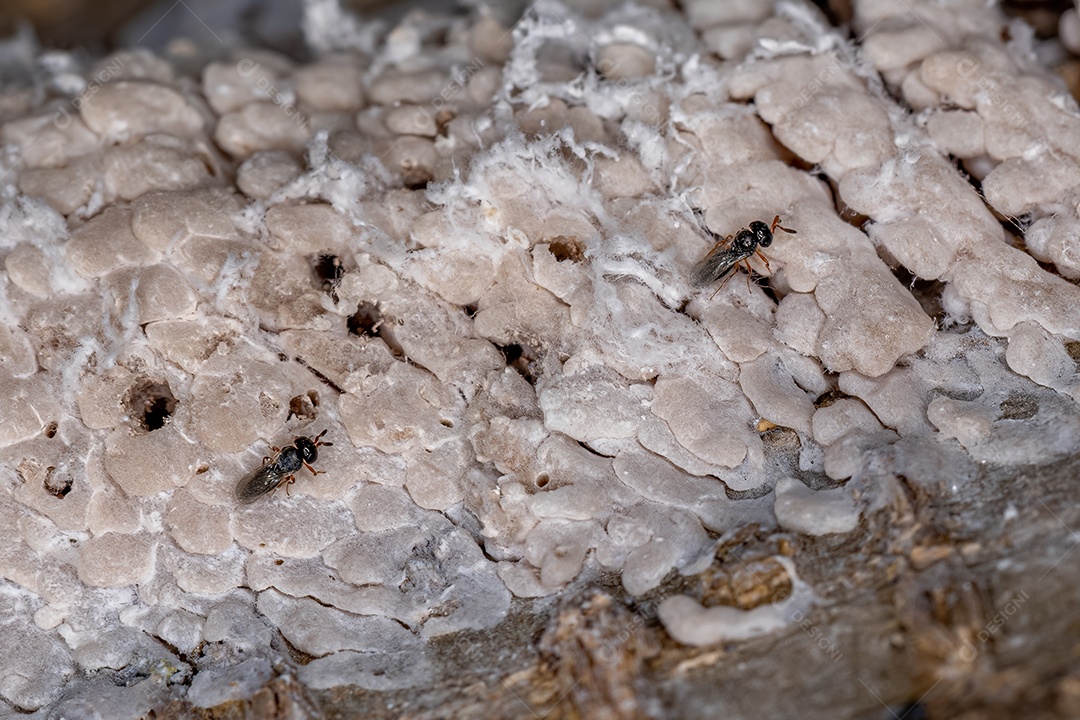 Saco de ovos de um inseto hemíptero parasitado por vespas da Família Scelionidae