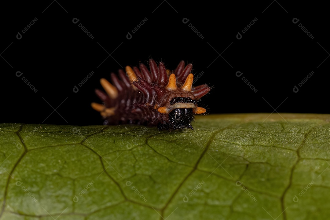 Inseto sobre folhas verde floresta