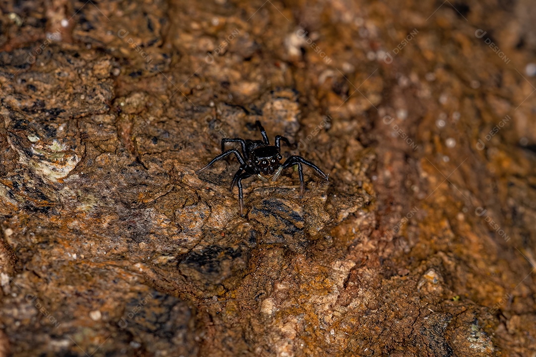 Cupins Nasute adultos do gênero Nasutitermes