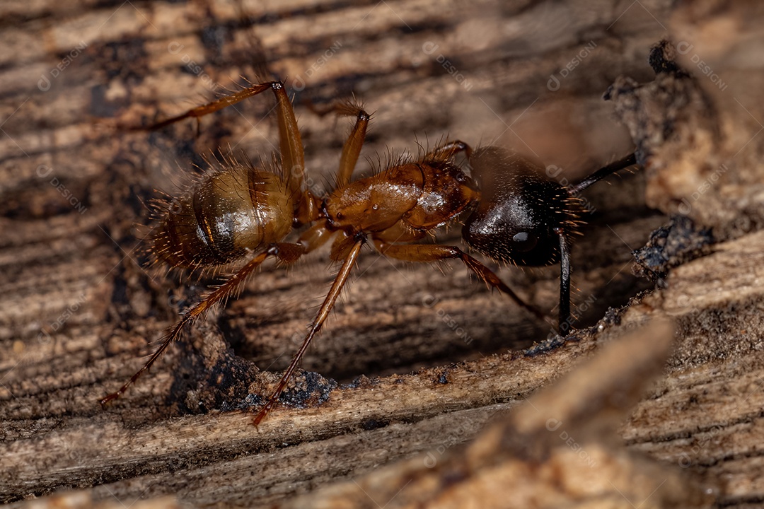 Cupins Nasute adultos do gênero Nasutitermes