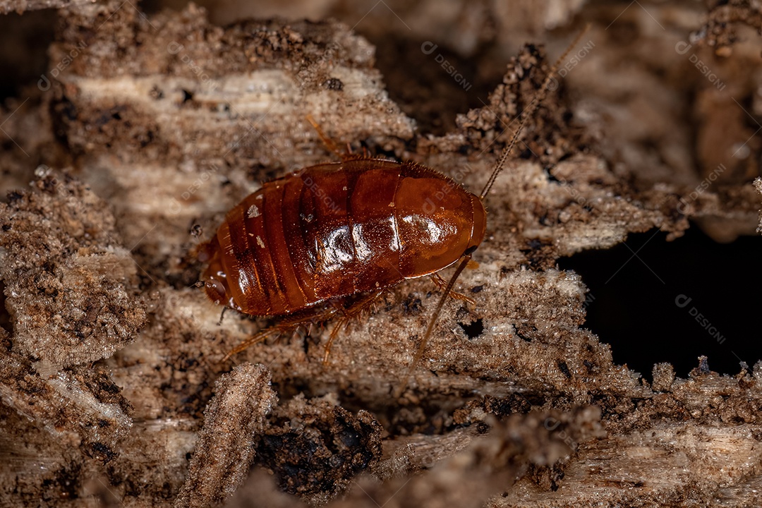 Ninfa da Barata de Madeira da Família Ectobiidae