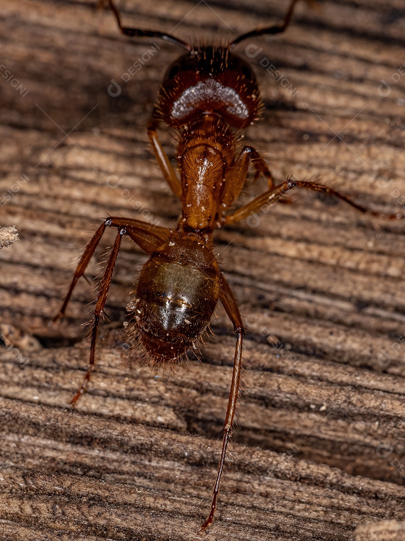 Cupins Nasute adultos do gênero Nasutitermes