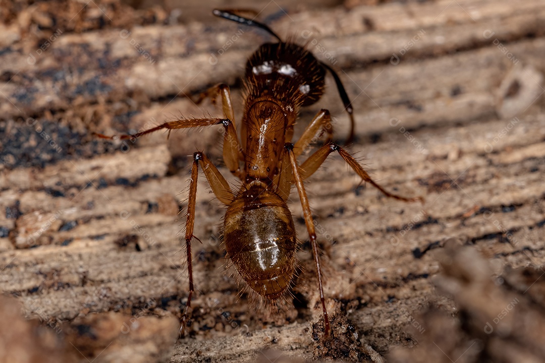 Formiga carpinteira fêmea adulta do gênero Camponotus